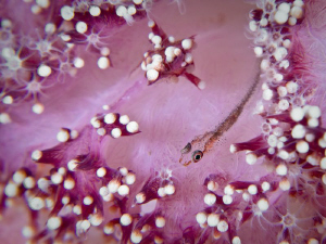 Goby on Soft Coral; Komodo Indonesia by Stephen Holinski 